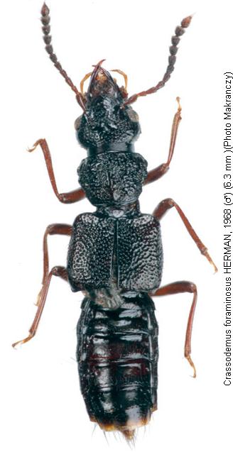 crassodemus_foraminosus_hab.jpg