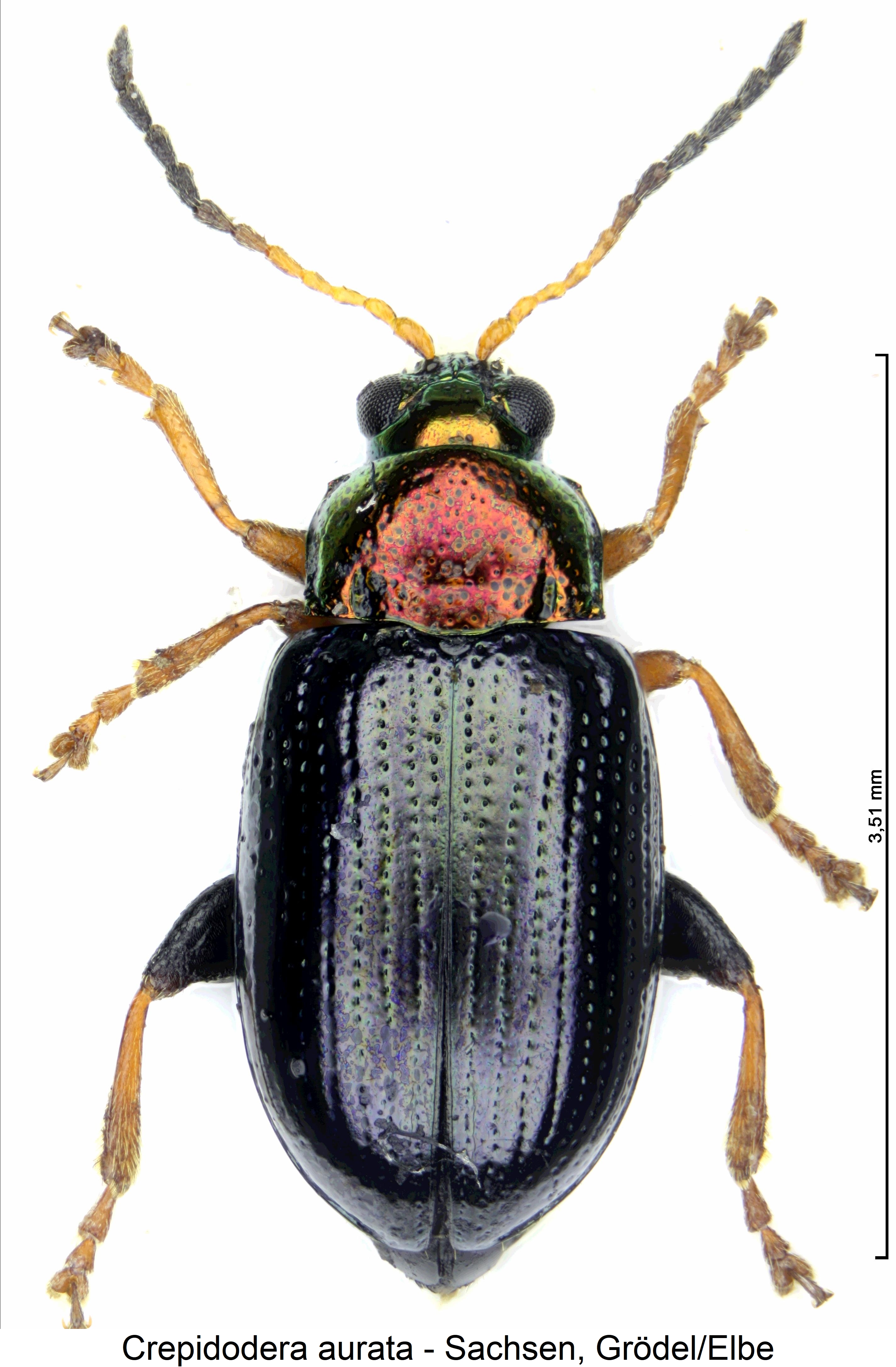 crepidodera_aurata_hab1.jpg