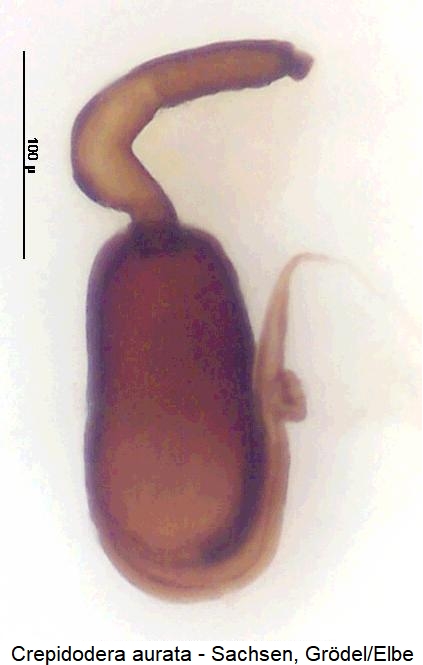 crepidodera_aurata_sperm.jpg
