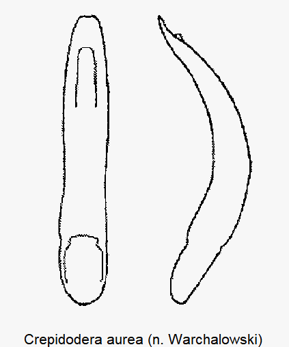 crepidodera_aurea.gif