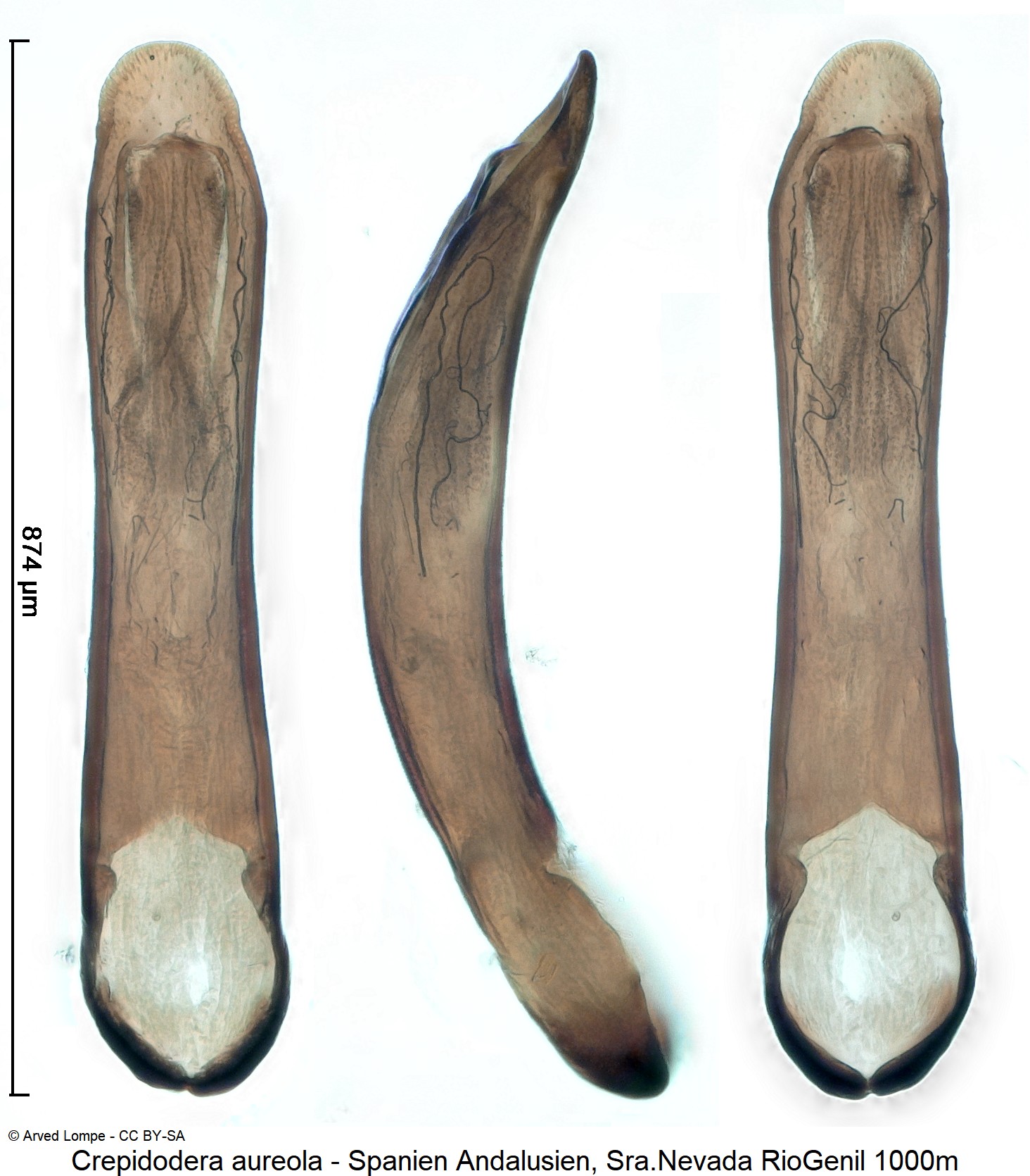 crepidodera_aureola_ck23233.jpg