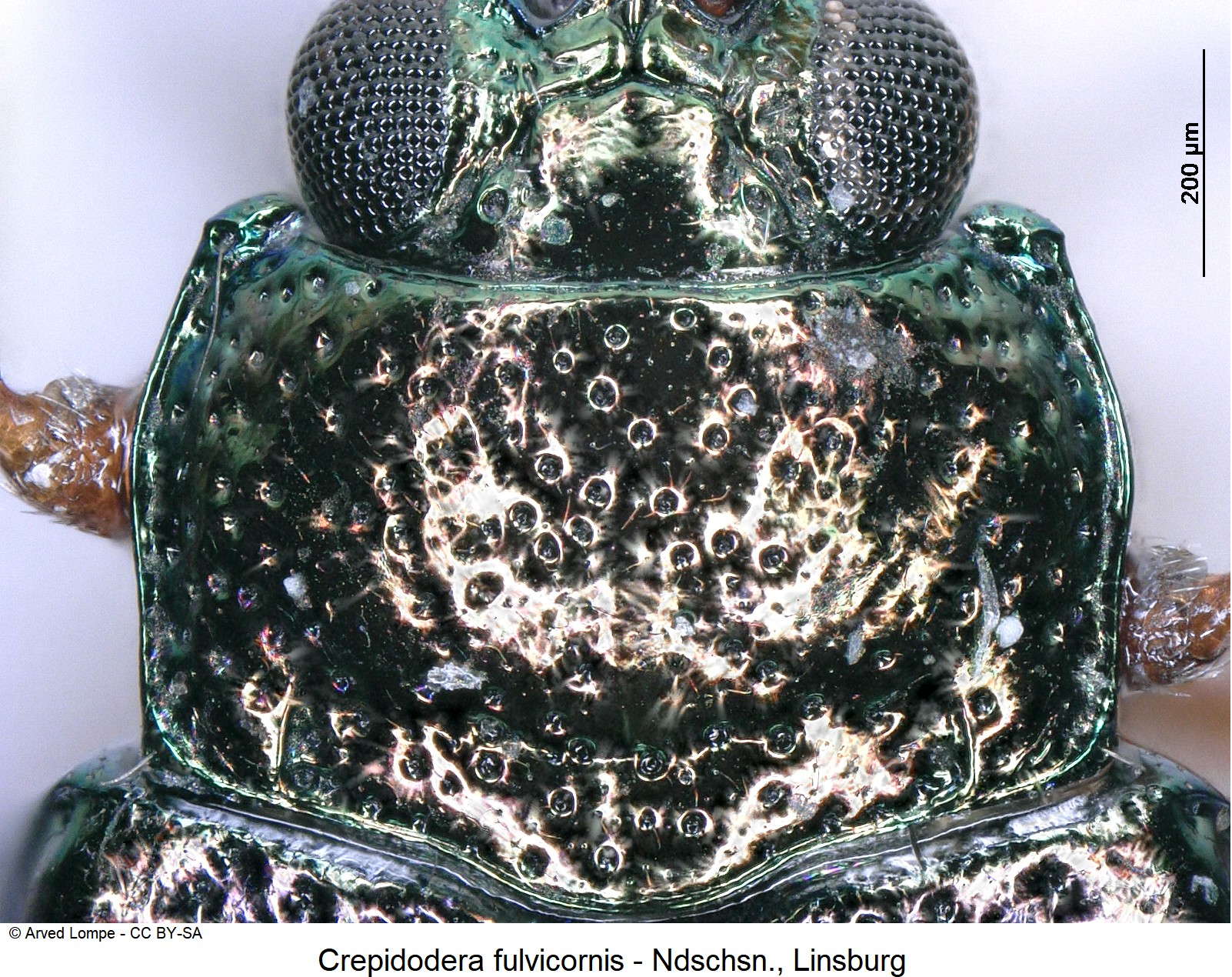 crepidodera_fulvicornis_ck12354_hsch.jpg