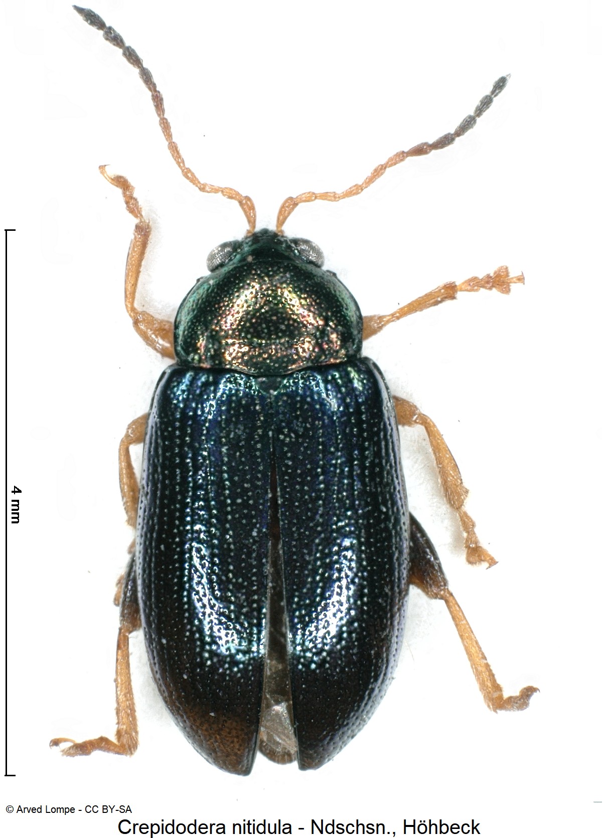 crepidodera_nitidula_ck12378_hab.jpg