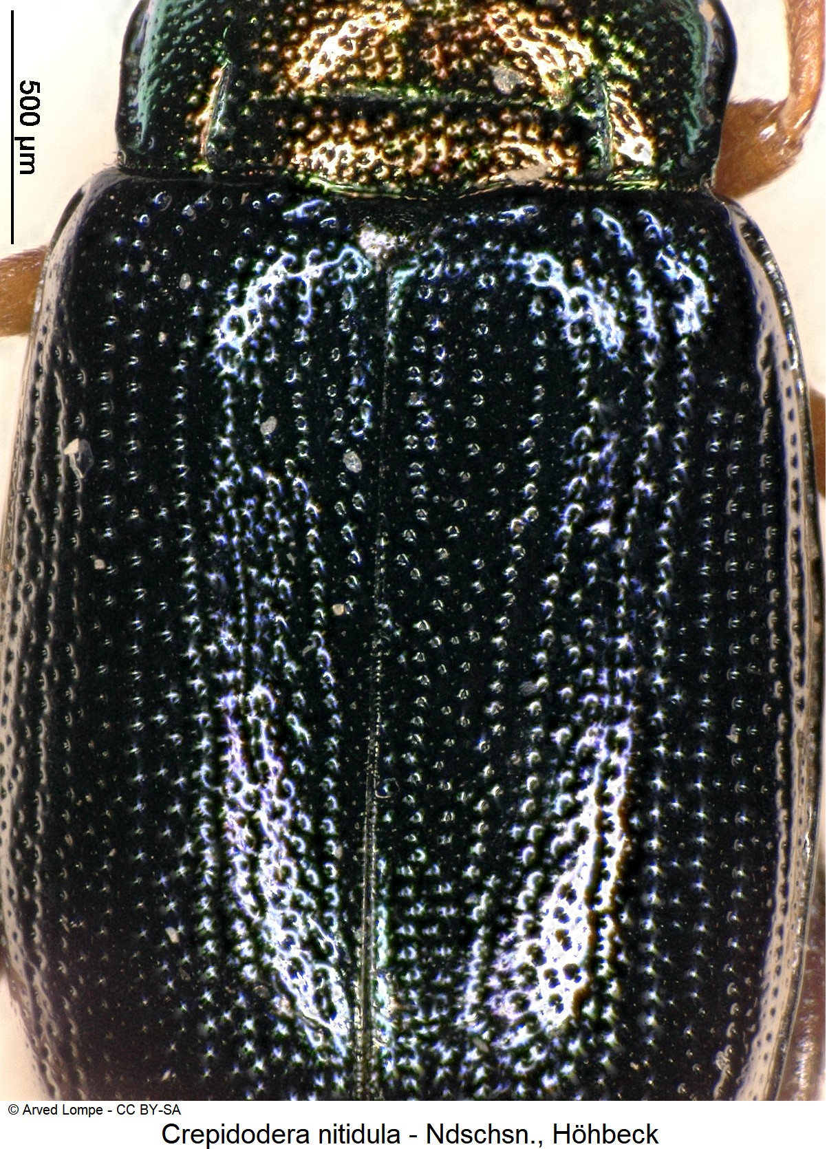 crepidodera_nitidula_ck12379_fld.jpg