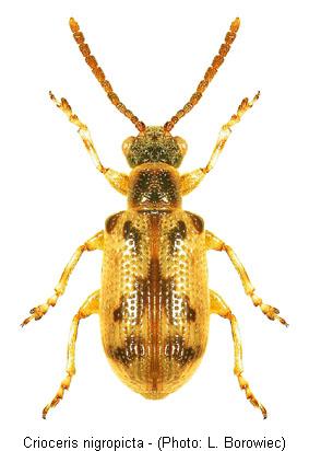 crioceris_nigropicta.jpg