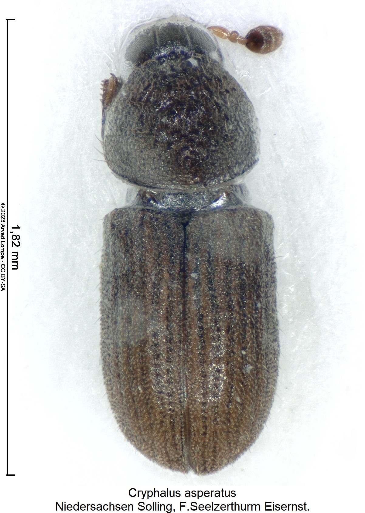 cryphalus_asperatus_hab.jpg