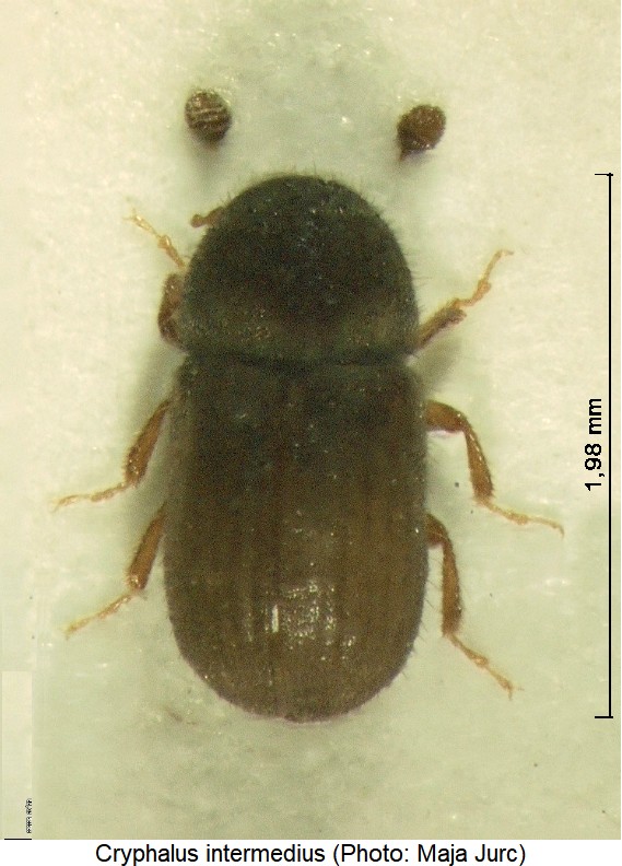 cryphalus_intermedius_hab.jpg