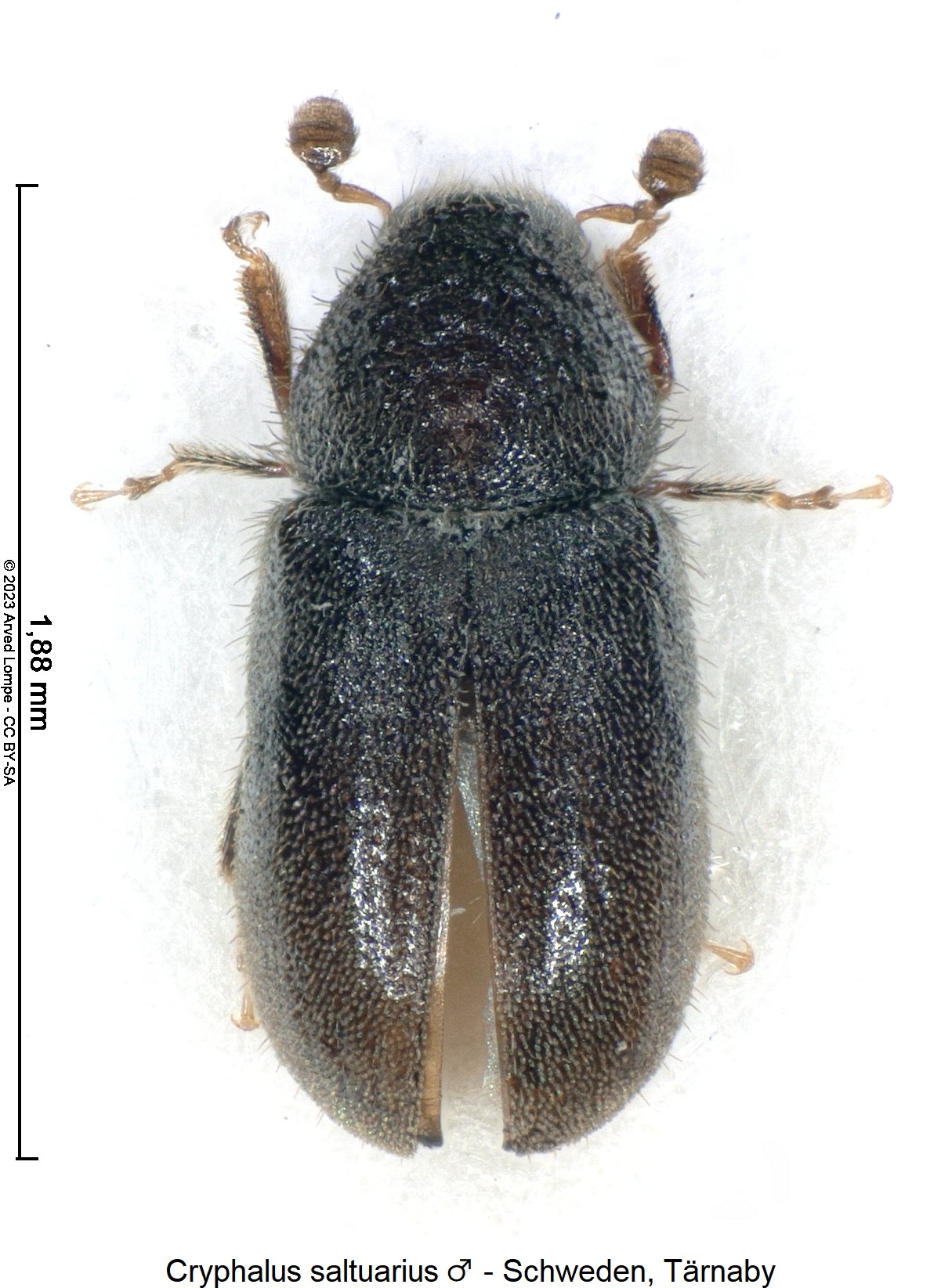 cryphalus_saltuarius_m_hab.jpg