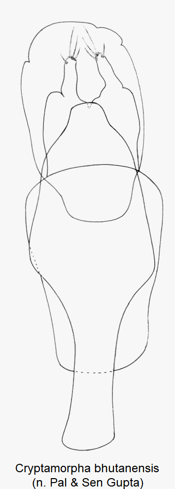 cryptamorpha_bhutanensis.gif