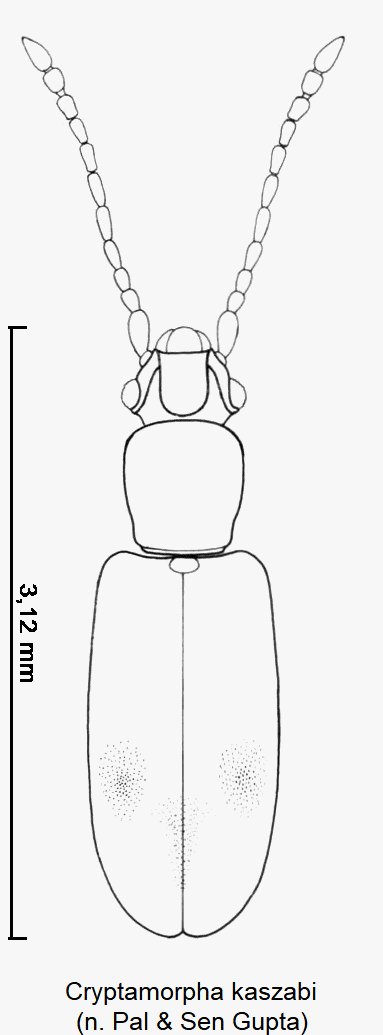 cryptamorpha_kaszabi_hab.gif