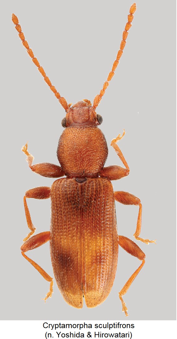 cryptamorpha_sculptifrons_hab.jpg