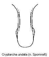 cryptarcha_undata_vbr.gif