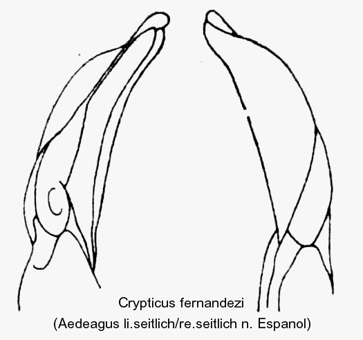 crypticus_fernandezi_aed.gif
