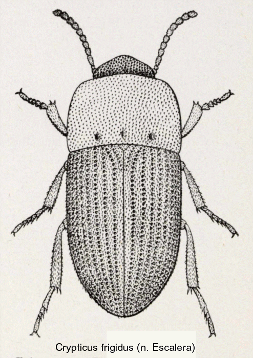 crypticus_frigidus.gif