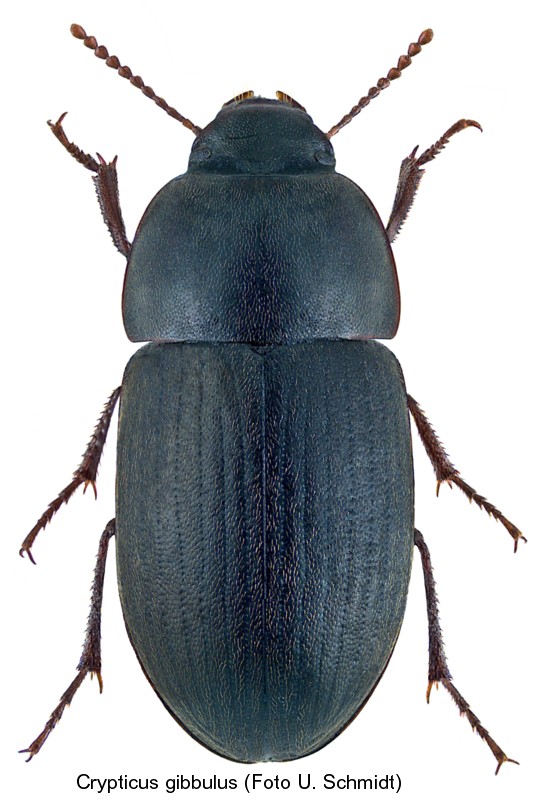 crypticus_gibbulus.jpg