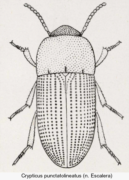 crypticus_punctatolineatus.gif