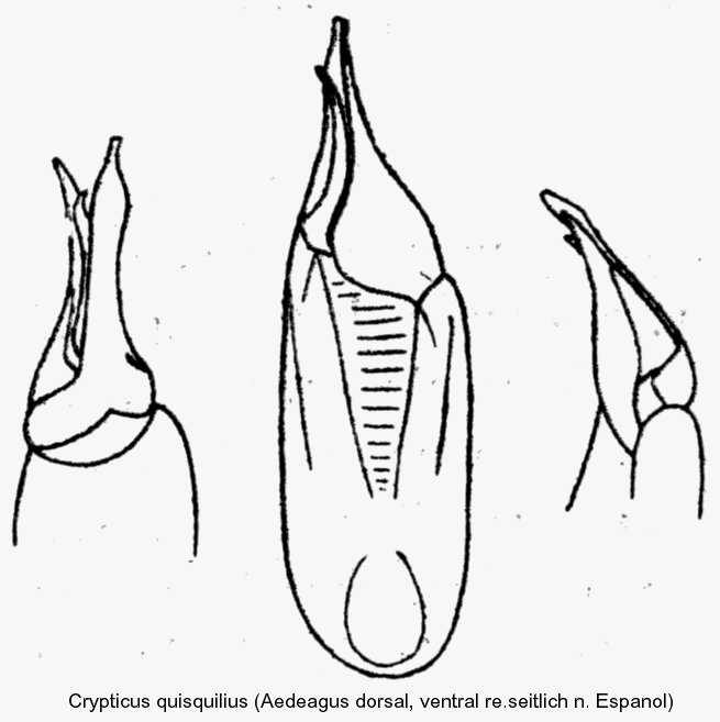 crypticus_quisquilius.gif