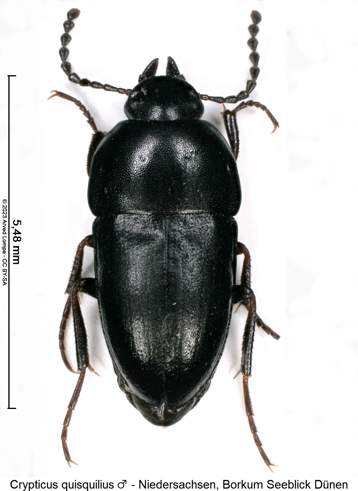 crypticus_quisquilius_m_hab.jpg