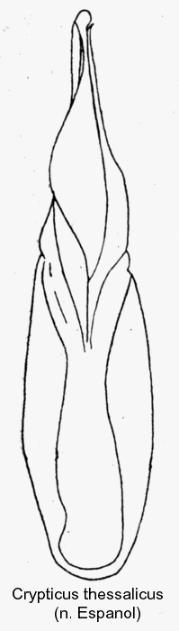 crypticus_thessalicus_aed.gif