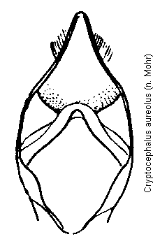 cryptocephalus_aureolus.gif