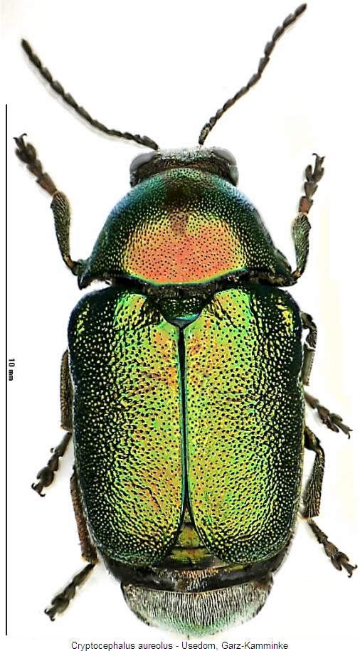 cryptocephalus_aureolus_hab.jpg