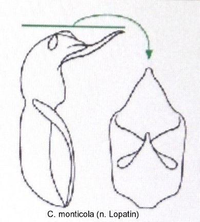 cryptocephalus_aureolus_monticola_aed.jpg