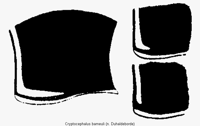 cryptocephalus_bameuli_hsch.gif
