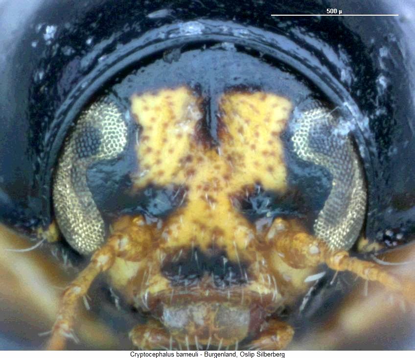 cryptocephalus_bameuli_k.jpg