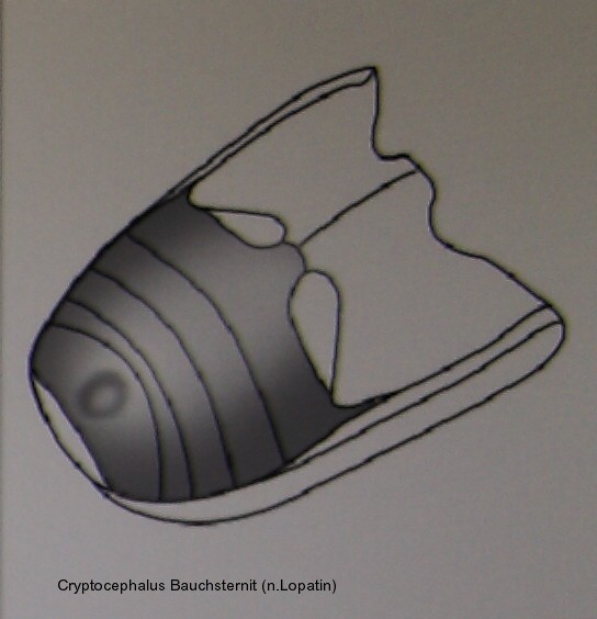 cryptocephalus_bauchsternit_1.jpg