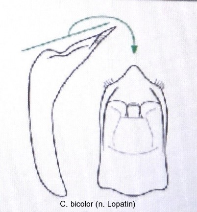 cryptocephalus_bicolor_aed.jpg