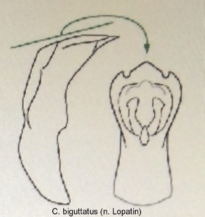 cryptocephalus_biguttatus_aed.jpg
