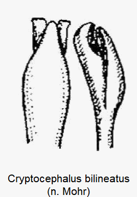 cryptocephalus_bilineatus.gif