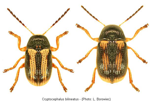 cryptocephalus_bilineatus2.jpg