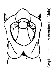 cryptocephalus_bohemius.gif