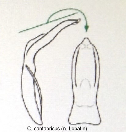 cryptocephalus_cantabricus_aed.jpg