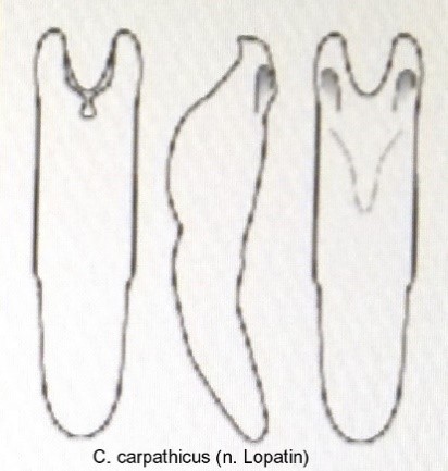 cryptocephalus_carpathicus_aed.jpg