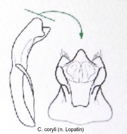 cryptocephalus_coryli_aed.jpg