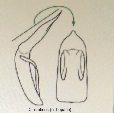 cryptocephalus_creticus_aed.jpg