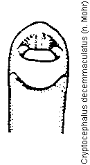 cryptocephalus_decemmaculatus.gif