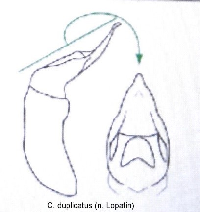 cryptocephalus_duplicatus_aed.jpg