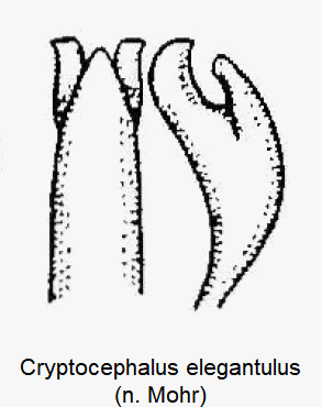 cryptocephalus_elegantulus.gif