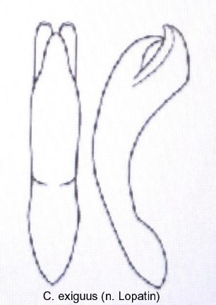 cryptocephalus_exiguus_aed.jpg