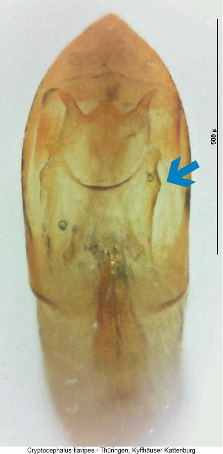 cryptocephalus_flavipes.jpg