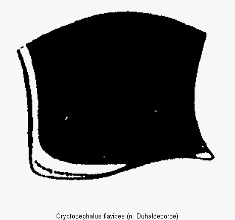 cryptocephalus_flavipes_hsch.gif