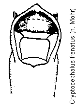cryptocephalus_frenatus.gif