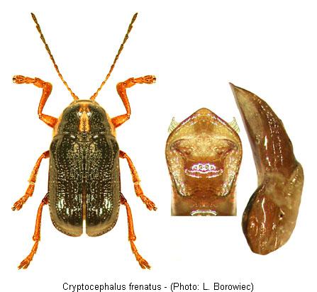 cryptocephalus_frenatus1.jpg