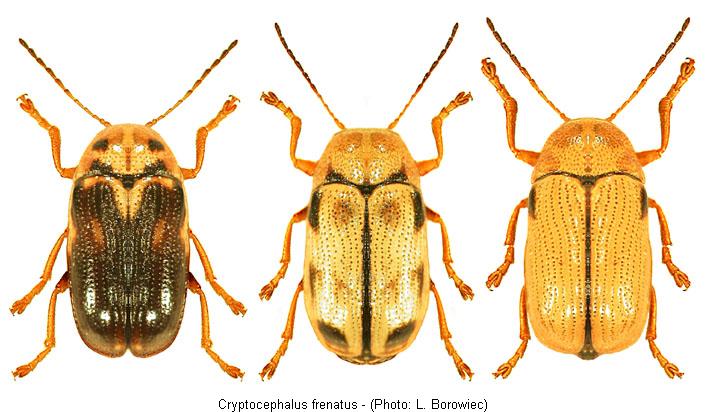 cryptocephalus_frenatus2.jpg