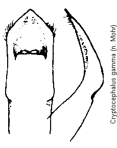 cryptocephalus_gamma.gif