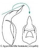 cryptocephalus_hypochoeridis_transiens_aed.jpg