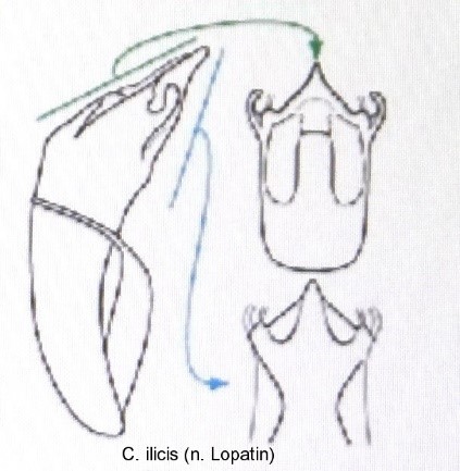 cryptocephalus_ilicis_aed.jpg
